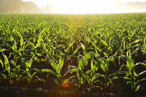 A field of crops.